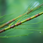 Horsetail Extract